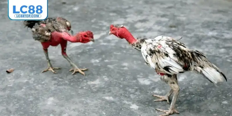 Các chiến kê nổi tiếng tại trường đá gà Thomo