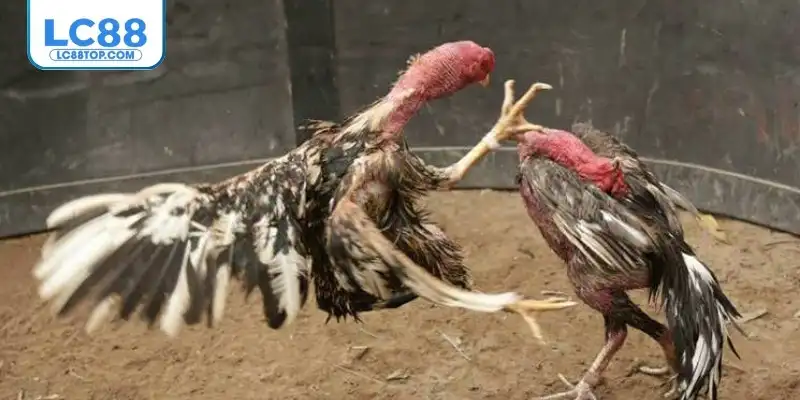 Đôi nét về các giải đấu gà Thomo