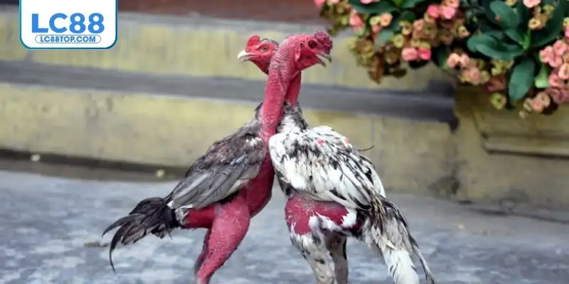 Tìm hiểu luật chơi của bộ môn đá gà Thomo chi tiết